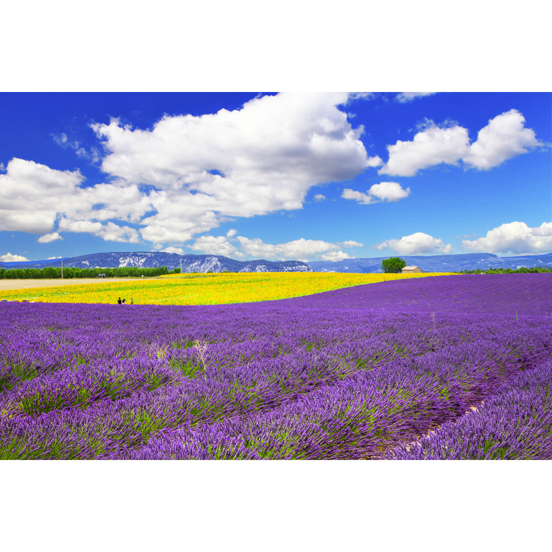 Violette Felder in der Provence von Freeartist - Kunstdrucke auf Leinwand