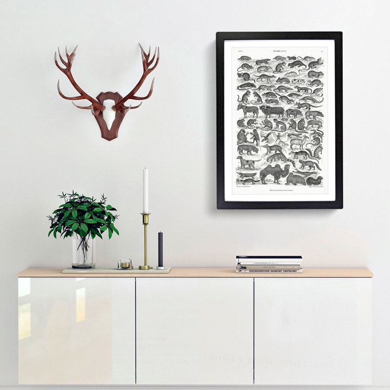 Study of Mammals LIV by Oliver Goldsmith - Framed Print, 87cm H x 62cm W x 2cm D, Black Framed