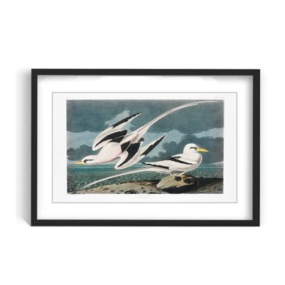 Nature Inspired Tropic Bird From Birds Of America (1827)