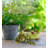 Frog Decor 9"