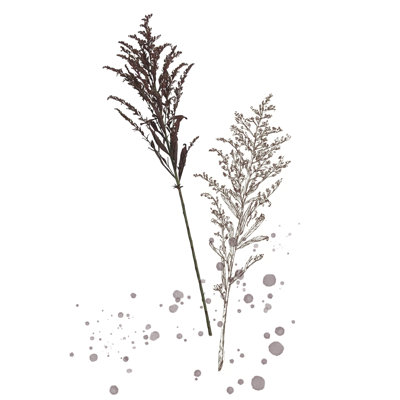 Botany Flower VI - Graphic Art