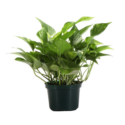 Live Golden Pothos Plant