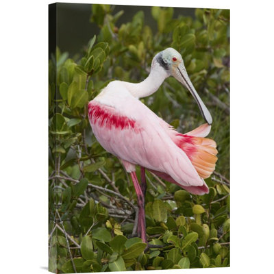 " Roseate Spoonbill Preening "