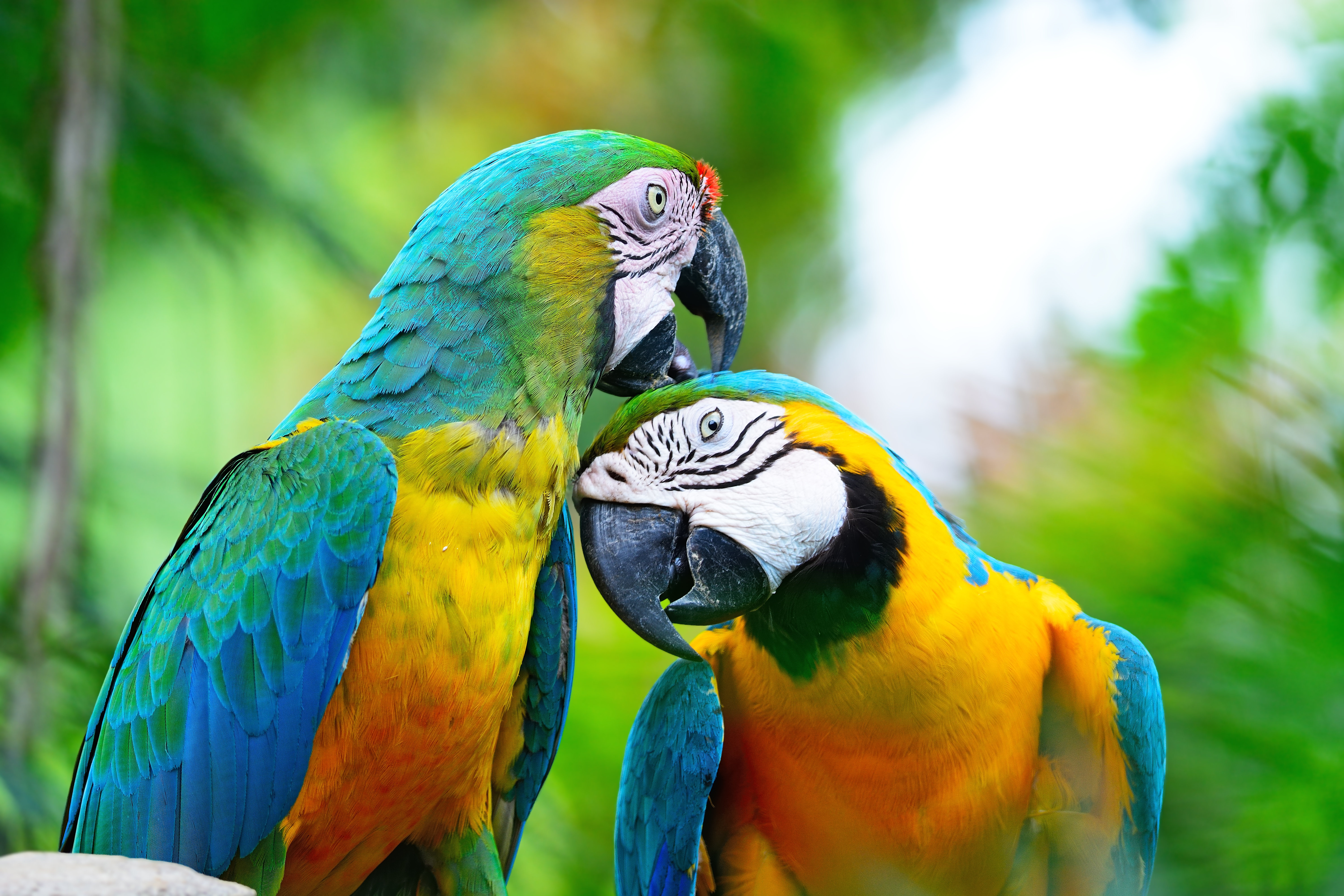 Kemry Macaw Parrot with Yellow and Blue Feathers on Canvas Photograph Ebern Designs Size: 8 H x 12 W x 1.25 D