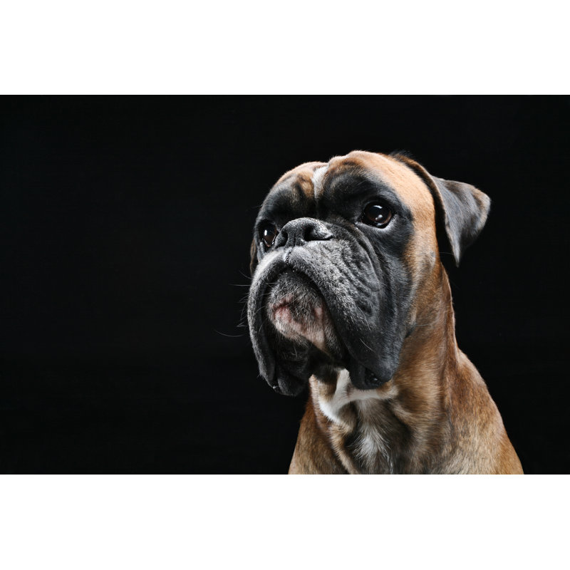 Boxer Dog - Wrapped Canvas Print