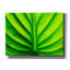 «Green Design 2» par Photoinc Studio, art mural sur toile-230192963