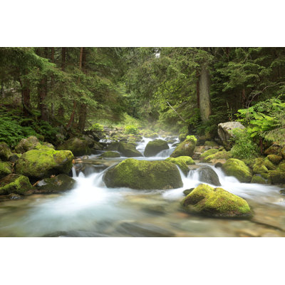 " Forest Stream " by Aniszewski
