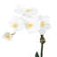 Orchid Arrangement In Glass Vase-1866871510