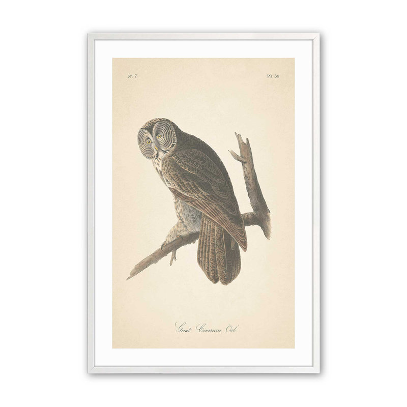 Impression d'un hibou perché dans un, Cadre opaque blanc, H 15 po x l 12 po x P 1,25 po