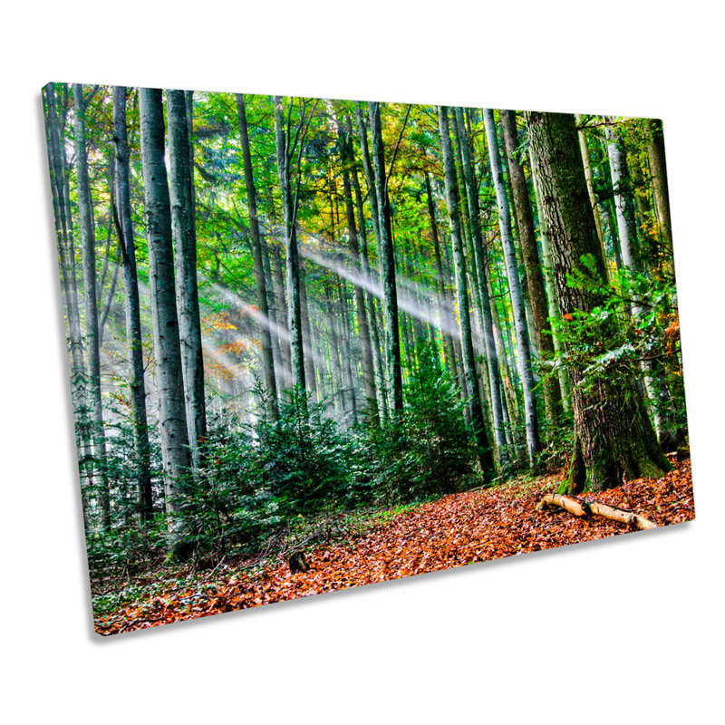 Forest Landscape Sunset Rays - Wrapped Canvas Print, 81.3cm H x 121.9cm W