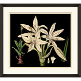Antique Orchid On Black II Painting