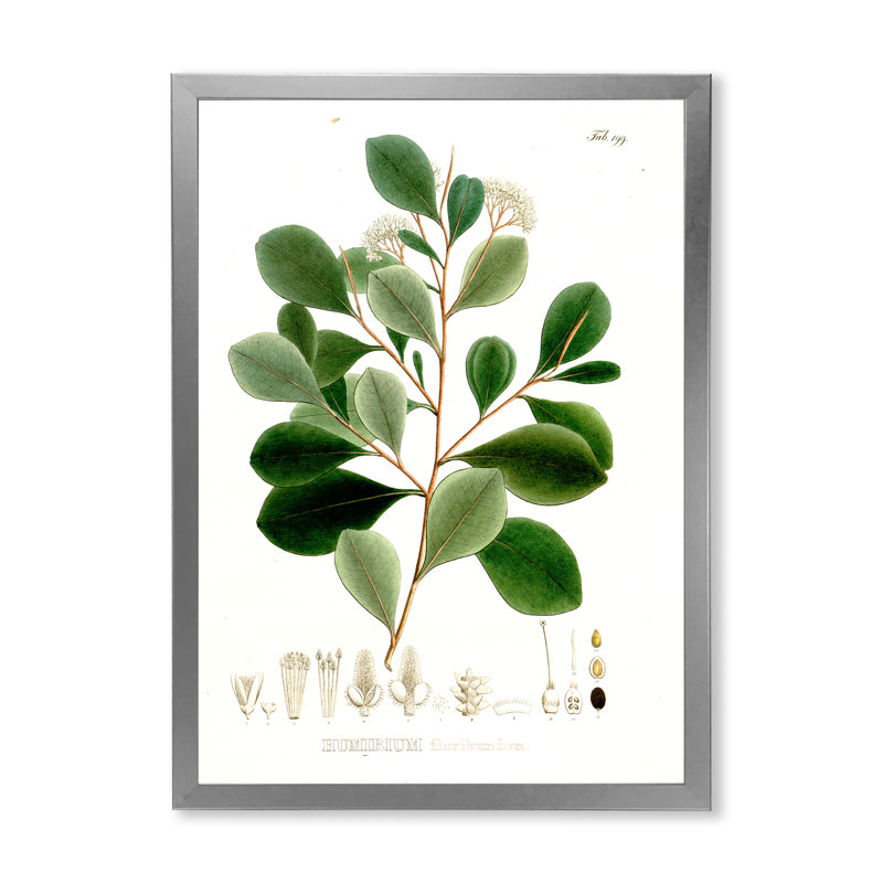 Vintage Botanicals IV - peinture sur toile, H 32 po x l 16 po x P 1 po, Cadre photo argenté