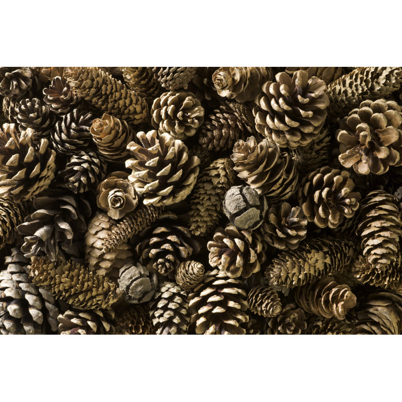 Pinecones by MarkFGD - Wrapped Canvas Print, 20cm H x 30cm W