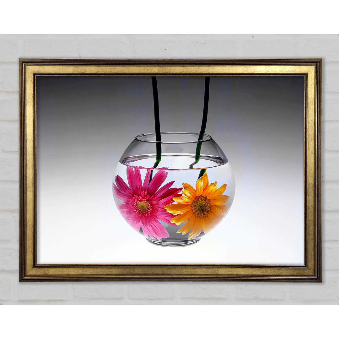 Gerbera Fishbowl B N W - Einzelner Bilderrahmen Kunstdrucke