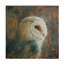 «Animals Barn Owl 1», reproduction sur toile-92218964