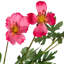 Sprays floraux artificiels Cosmos - 31 po - rose vif - ensemble de 6
