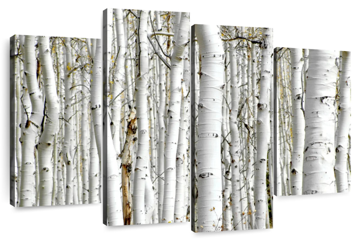 Millwood Pines Alvord Birch Wood | Wayfair