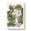 Balsam Tree Flowers by Mark Catesby - Wrapped Canvas-55315109