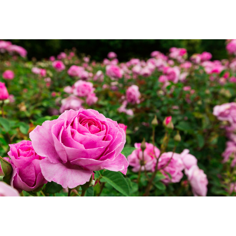 Roses - Wrapped Canvas Print, 81cm H x 122cm W x 3.8cm D