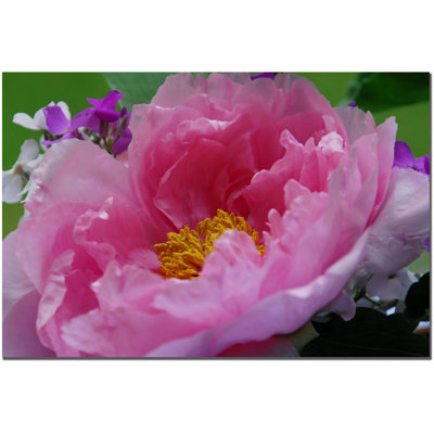 « tree pivoines » par kurt shaffer, reproduction de photo sur toile wapped