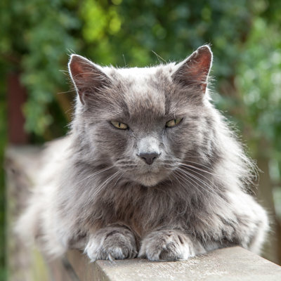 " Grey Cat " by Sjallenphotography