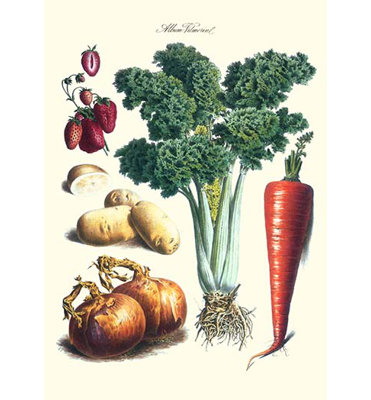 " Vegetables " by Philippe-Victoire Levêque De Vilmorin