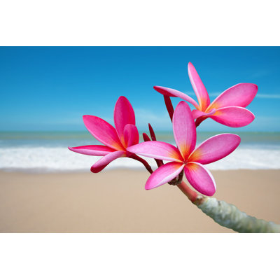 " Plumeria On The Beach "
