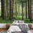 Forest Nature Landscape Peel & Stick Border-88770040