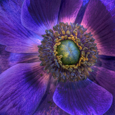 " Flower Macro " by Jernejlasic