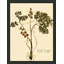 Pressed Botanical 27 Print