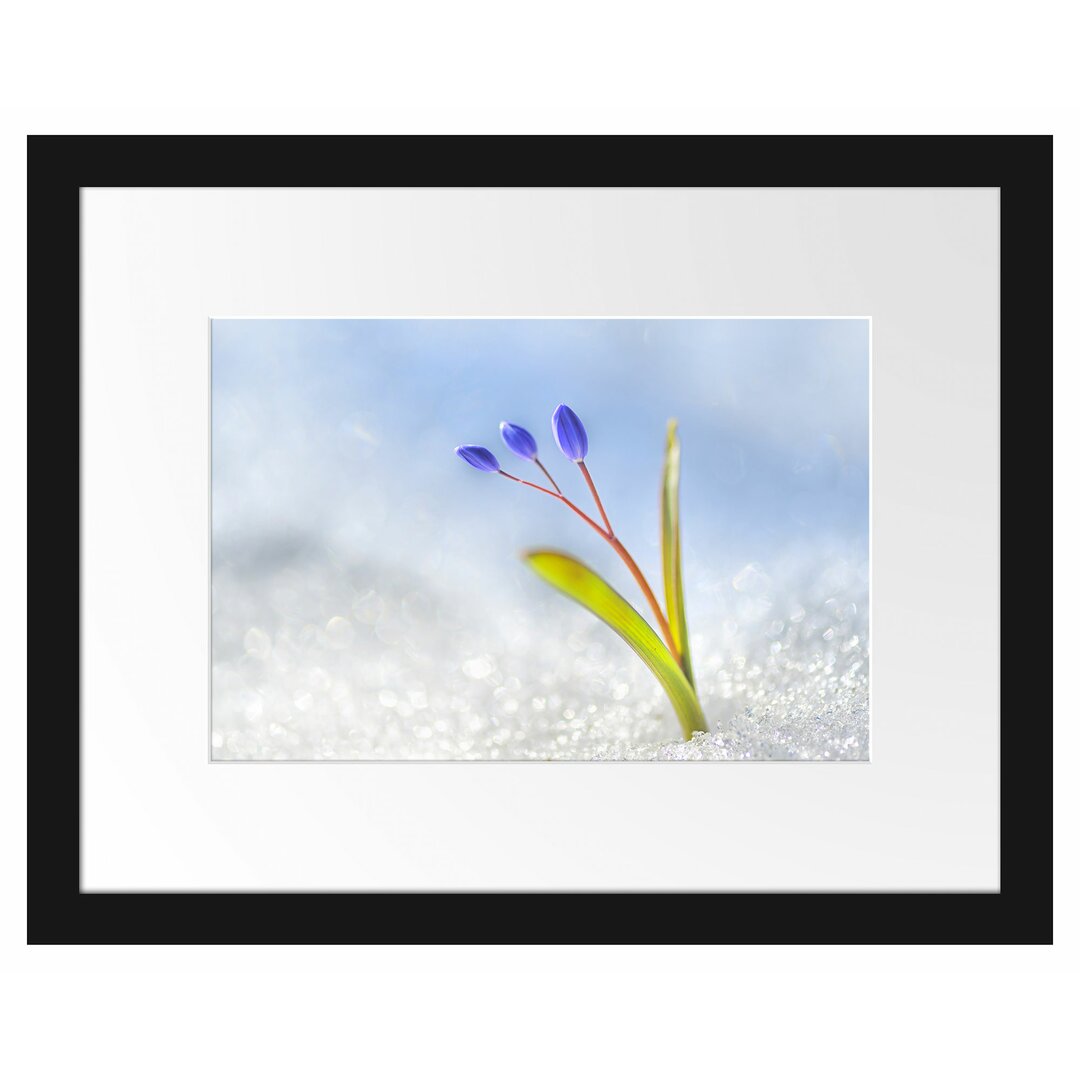 Gerahmtes Poster Blaue Knospen im Schnee