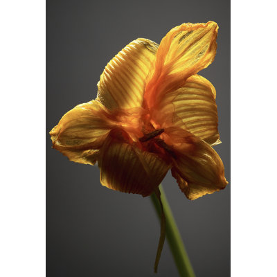 Studio Flowers XI - Wrapped Canvas Print