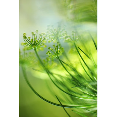 Fresh Dill by Tjasam
