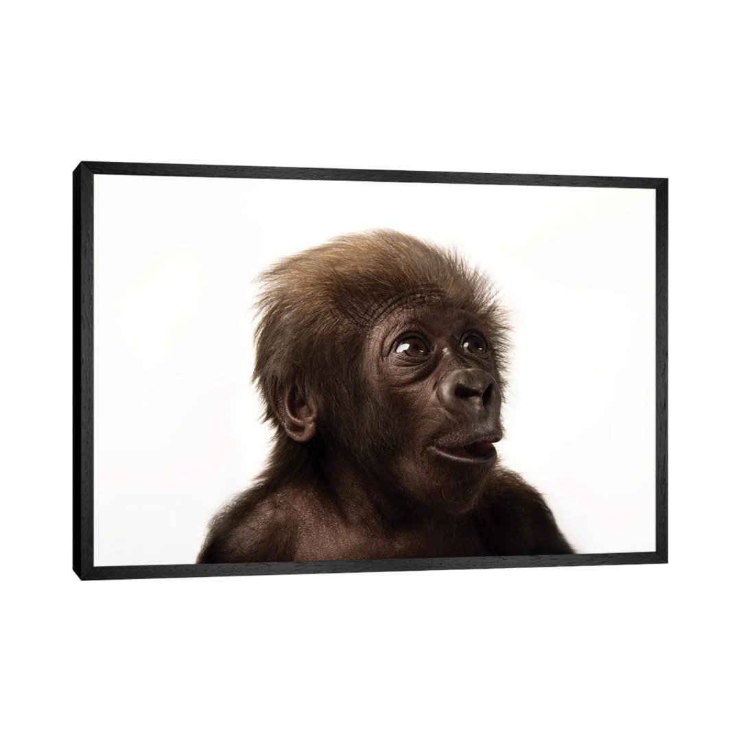 A Critically Endangered Six-Week-Old Female Baby Gorilla At The Cincinnati Zoo II von Joel Sartore - Gallery-Wrapped Can...