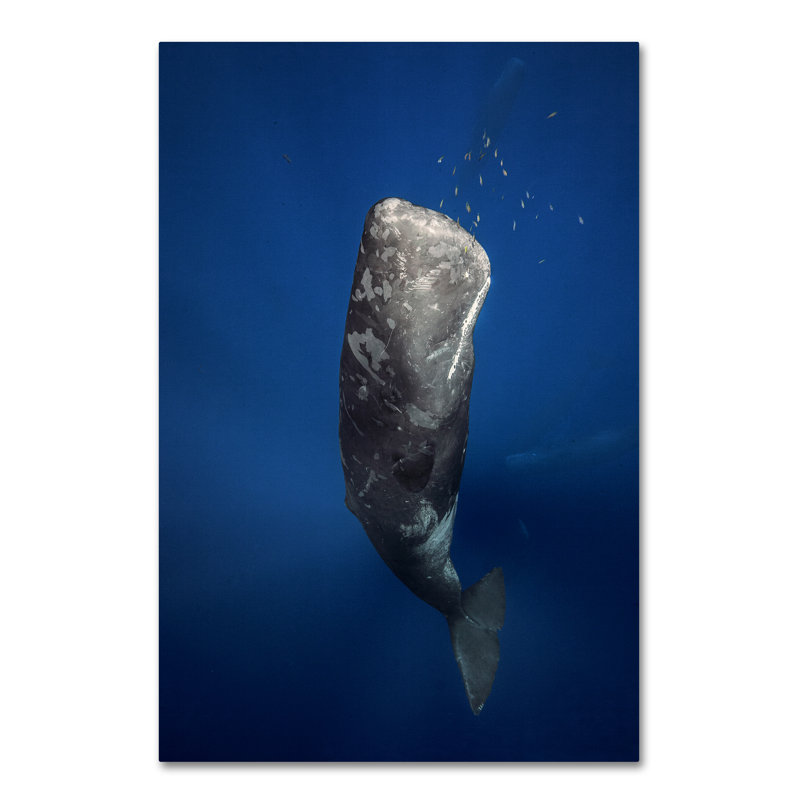 Large Coastal Blue Whale Canvas Art with Wooden Frame