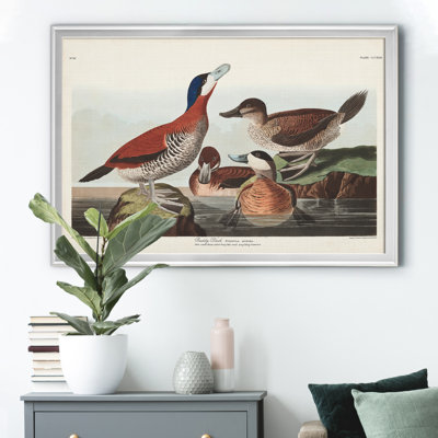 " Ruddy Duck "