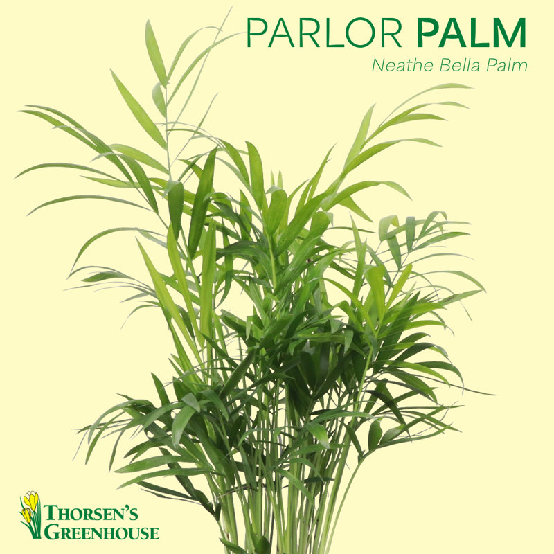 Live Parlor Palm Plant Set