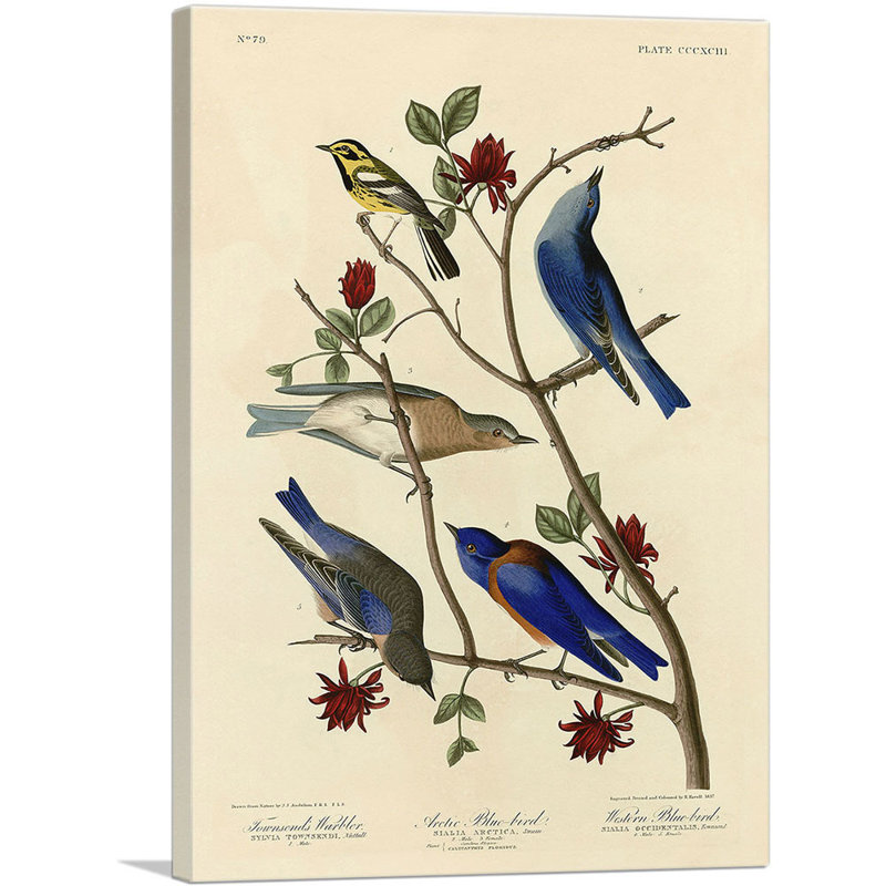 Reproduction d'art sur toile tendue, Townsend's Warbler, H 18 po x l 12 po x 1,5 po