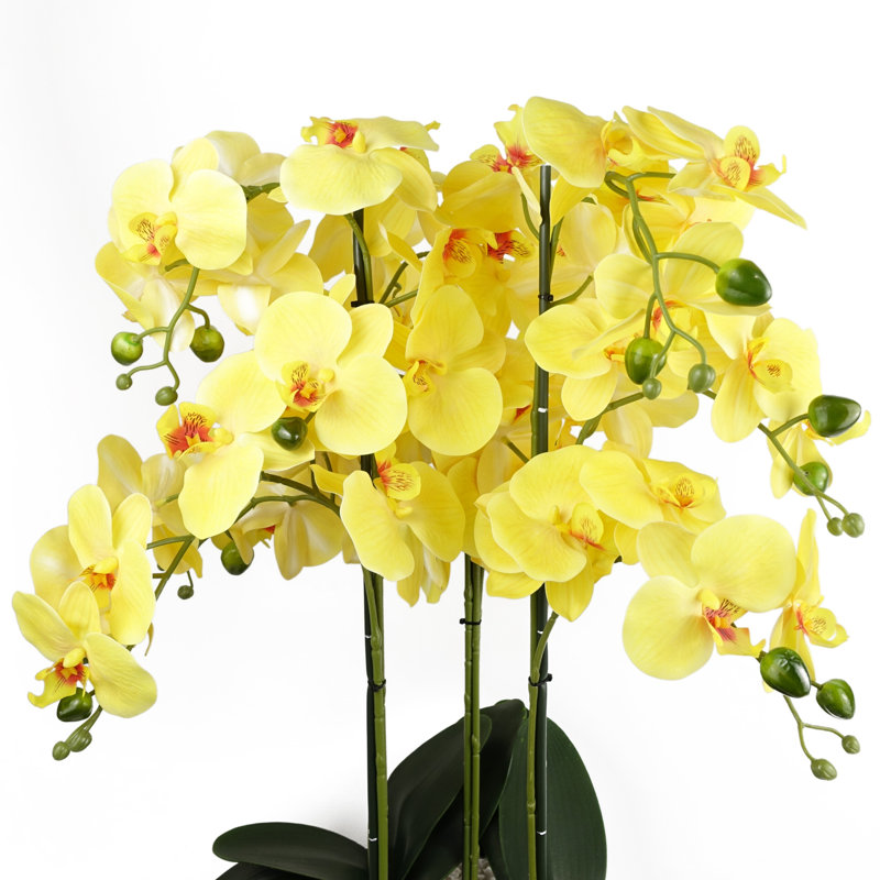 Anneus 60cm Plant