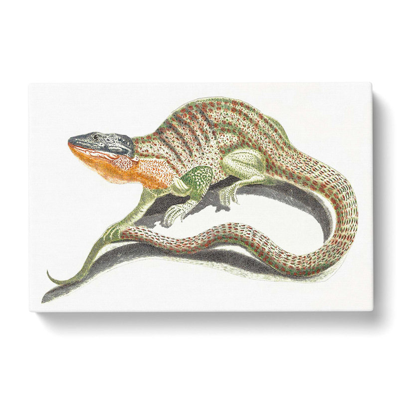 Lizard by Johan Teyler - Wrapped Canvas, 40cm H x 60cm W x 3cm D
