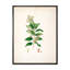 Vintage Botanicals XVII - Peinture sur toile-59815080-59815076
