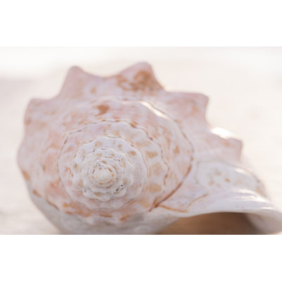 Portrait de coquille I