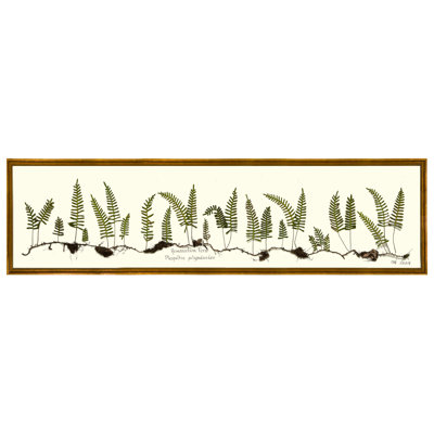 Resurrection Fern Print by Sandy Whitaker