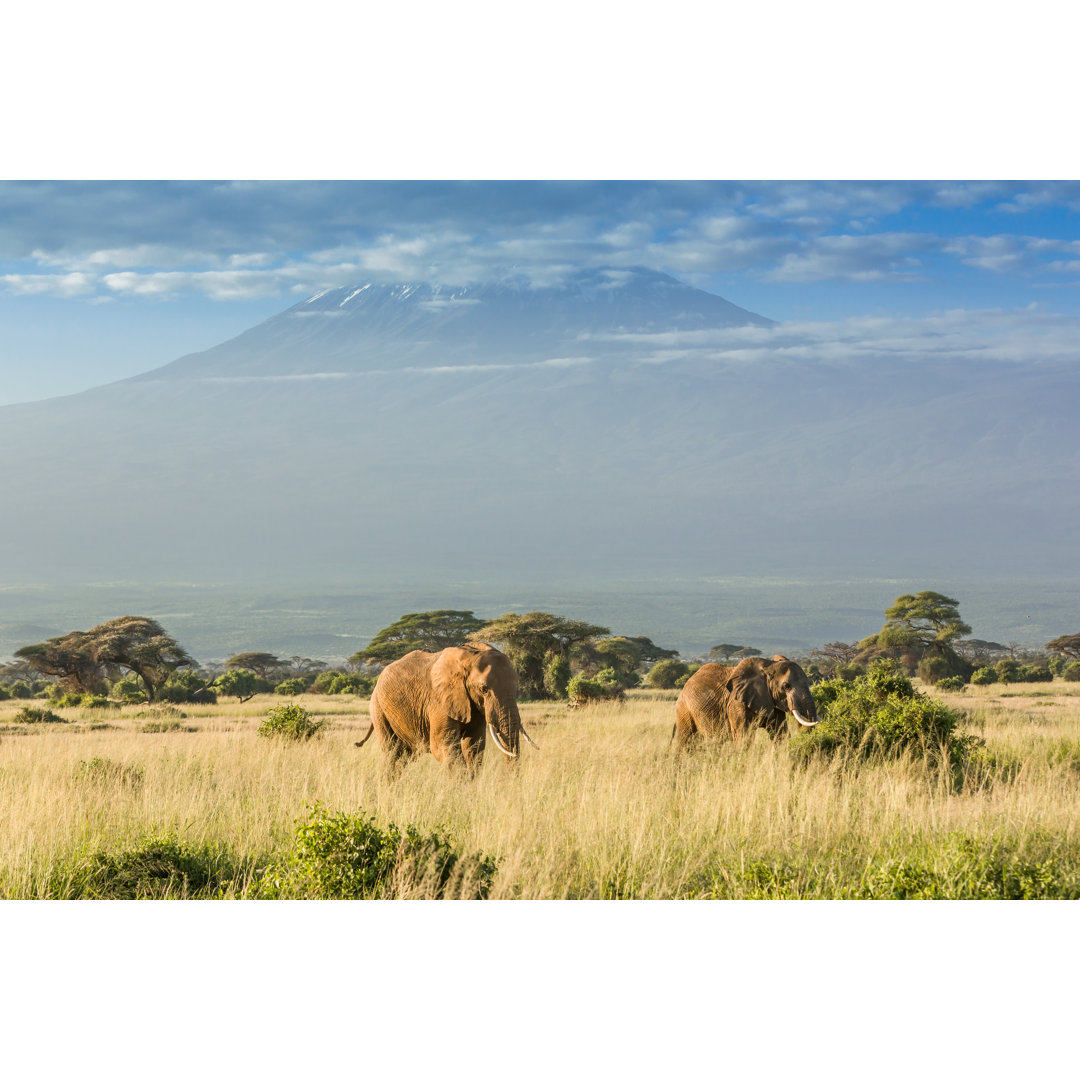 Elefant in Mount Kilimanjaro und Mawenzi Peak von 1001slide - Kunstdrucke ohne Rahmen auf Leinwand