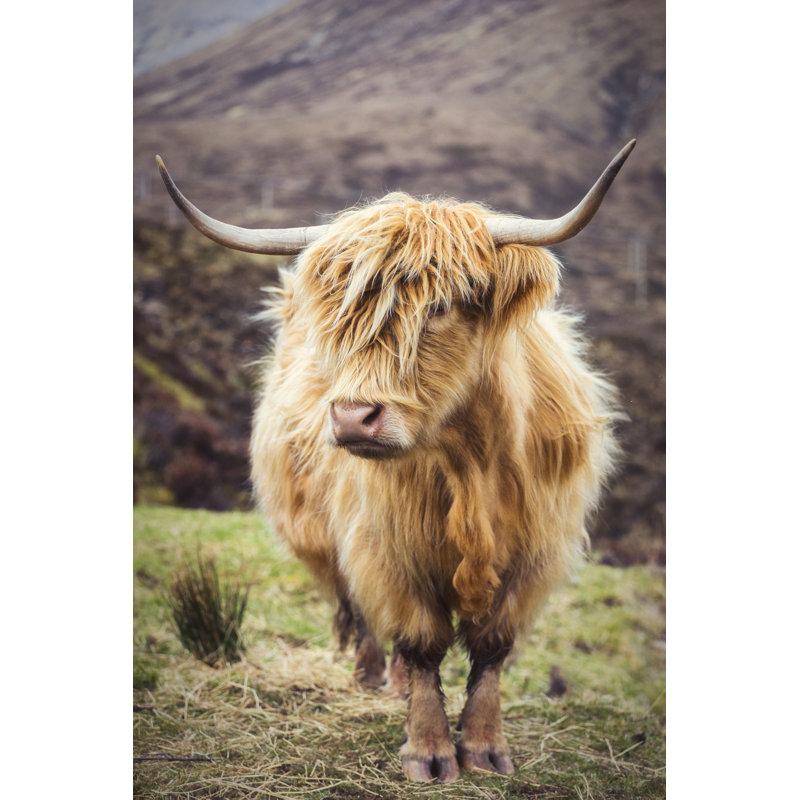 Lashaon Highland Cattle On The Isle Of Skye by Daniel Tomlinson - Wrapped Canvas Print, 76cm H x 51cm W 3.8cm D