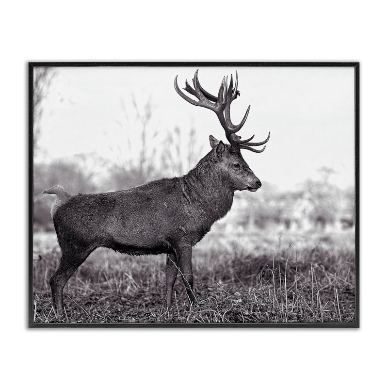 «Elk in Peaceful Forest», art de la giclée encadrée par Jasper Huish, Giclée encadrée noir minuit, H 11 po x l 14 po