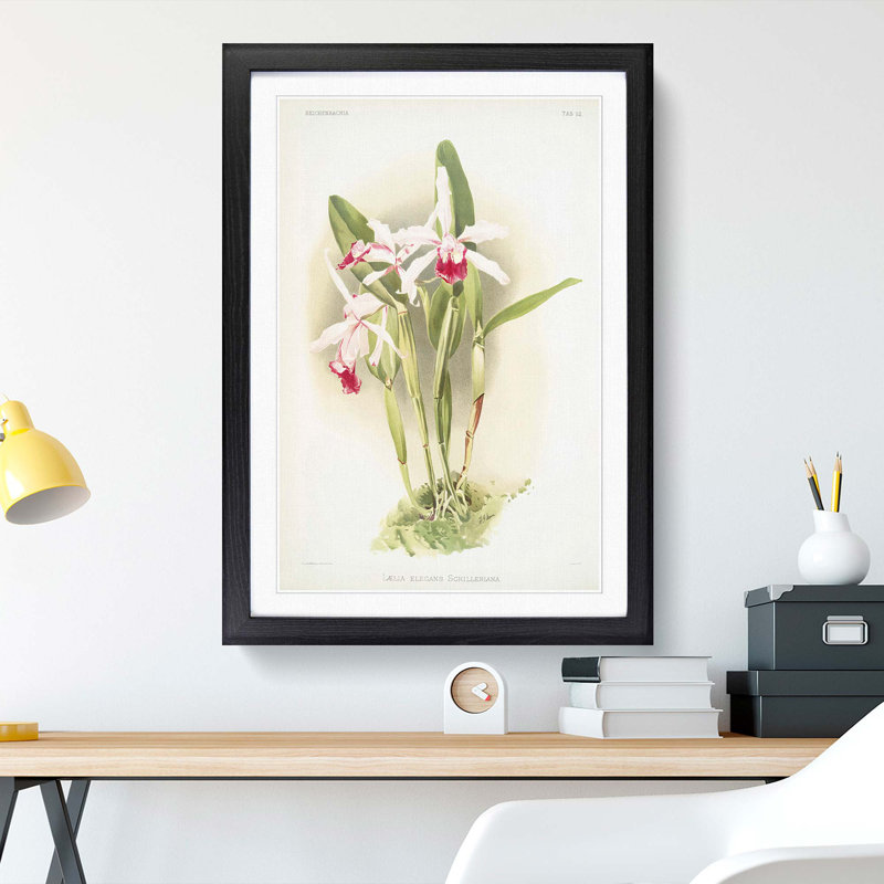 Magnolia Flowers Illustration Tab. 52 by Frederick Sander - Picture Frame Painting Print, Black, 76cm H x 50cm W x 2cm D