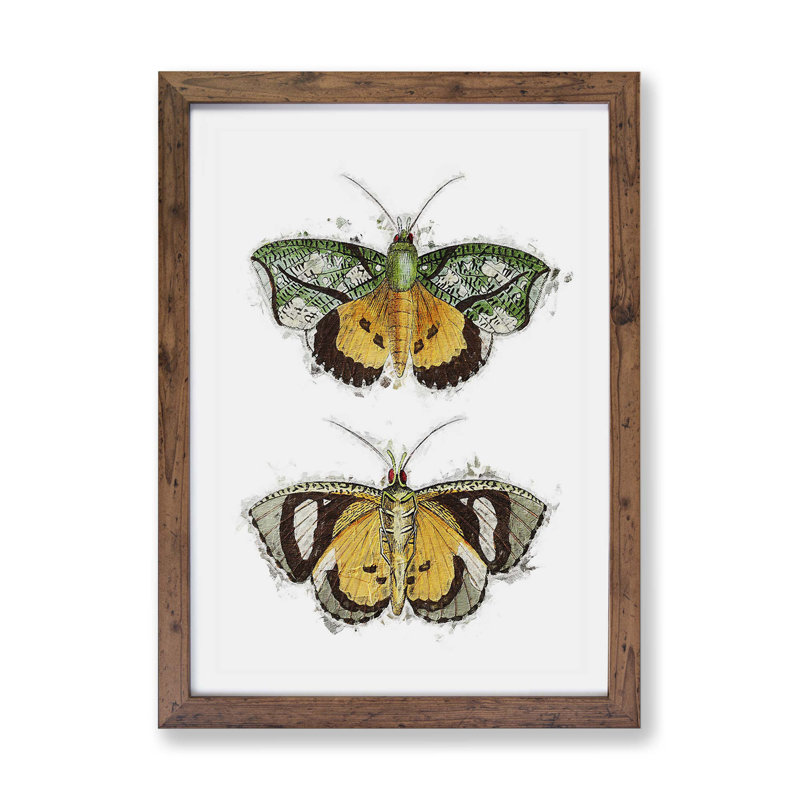 Hypermnestra Moth by George Shaw - Framed Print, 45cm H x 63cm W x 2cm D, Walnut