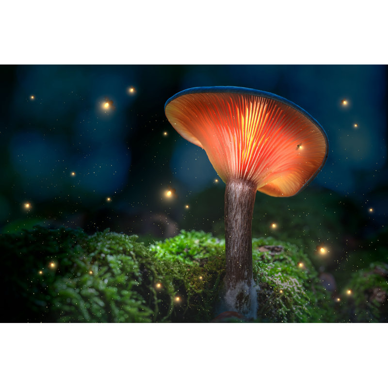 Champignons - Photographie sur toile tendue, H 20 po x l 30 po