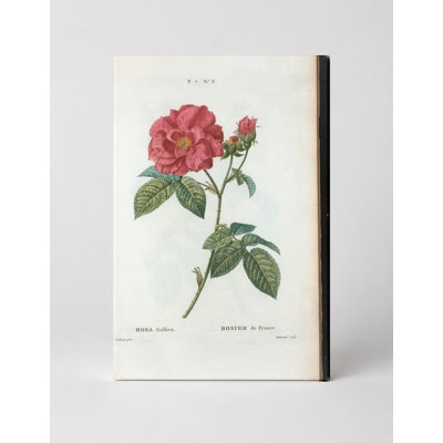 Rosa Gallica - Rosier de France - Portrait, art mural sur toile